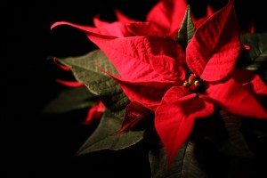 Southern holiday poinsettia