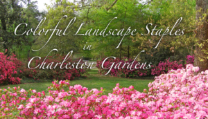 Colorful Landscape Staples in Charleston Gardens