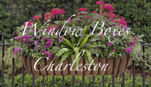 Window Boxes of Charleston
