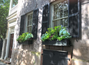 Window boxes in historic downtown Charleston, SC. By Caroline Ragsdale.