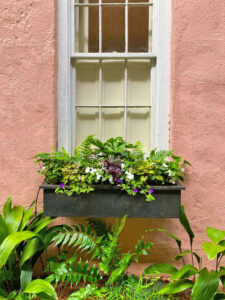 Window box in historic downtown Charleston, SC. By Christina Young.