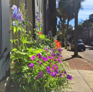 Window boxes at the office of Disher, Hamrick & Myers, 30 Broad Street in historic downtown Charleston, SC.