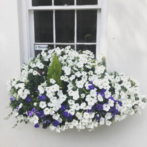 Window box at the office of Disher, Hamrick & Myers, 30 Broad Street in historic downtown Charleston, SC.