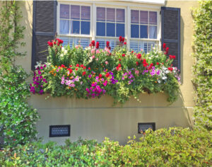 Window box in historic downtown Charleston, SC. By Jane Reis.
