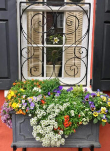 Window box in Charleston, SC. By Joel Cardwell.