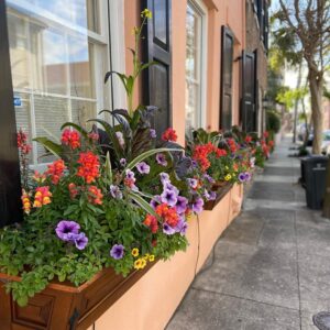 Window boxes in historic downtown Charleston, SC. By Joyce L. King.