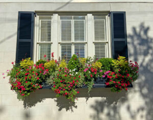 Window box on Legare Street in historic downtown Charleston, SC. By Joyce L. King.