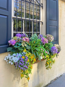 Window box on Legare Street in historic downtown Charleston, SC. By Joyce L. King.