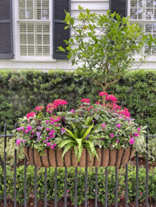 Window box in historic downtown Charleston, SC. By Joyce L. King.