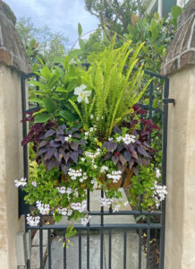Window box on Rutledge Blvd. in historic downtown Charleston, SC. By Joyce L. King.