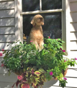 Window box on Coming Street in historic downtown Charleston, SC. By Joyce L. King.