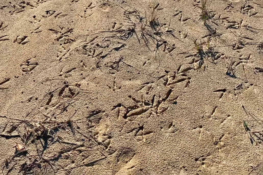 turkey tracks on land