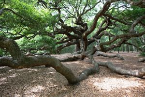 Angel Oak, John's Island, SC